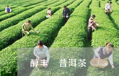 醇丰 普洱茶/2023042890627